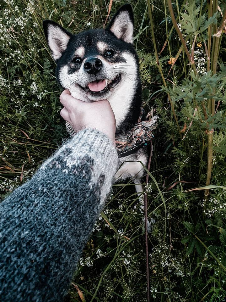 Warg