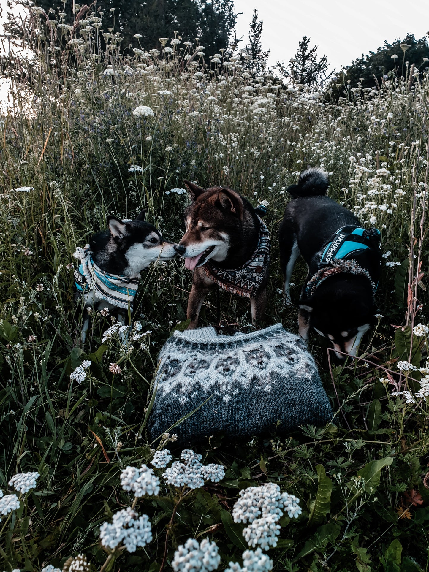 Warg