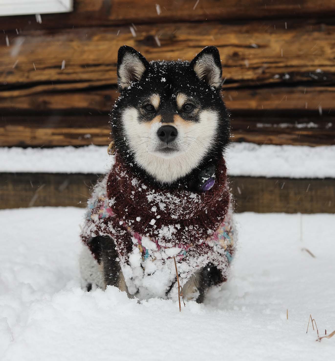 Fables Anima Dog
